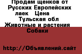 Продам щенков от Русских-Европейских лаек › Цена ­ 15 - Тульская обл. Животные и растения » Собаки   